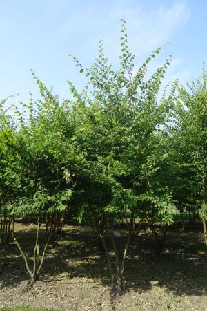 Zelkova-serrata-meertam-300-350