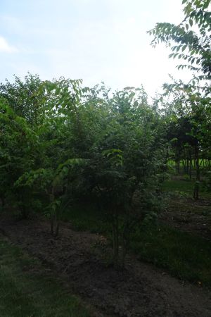 Zelkova-serrata-meerstam-200-250-2