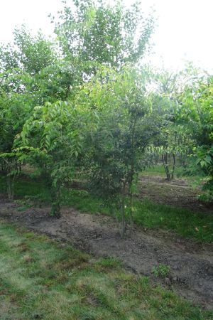 Zelkova-serrata-meerstam-200-250