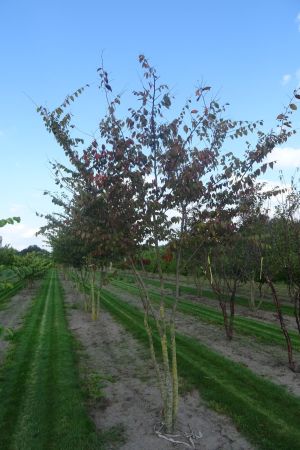 Zelkova-serrata-meerstam-300-350