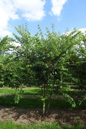 Zelkova-serrata-meerstam-400-450